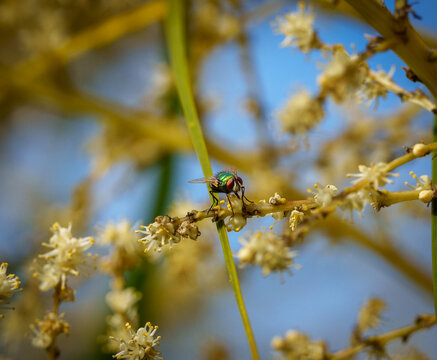 Green bottle fly or Lucilia on ponytail palm flower