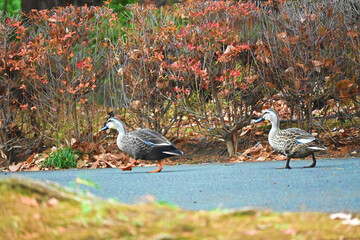 てくてく歩くつがいのカルガモ