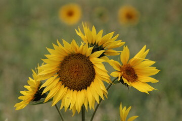 Fototapeta premium sunflower field in summer