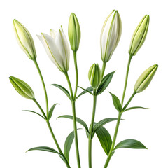 Obraz premium A close-up view of a cluster of white and yellow flowers with long stems
