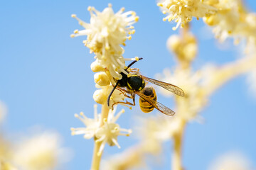 Common wasp or Vespula vulgaris on ponytail palm flower