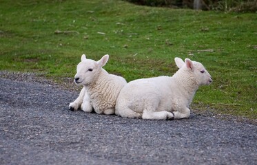 Fototapeta premium Two young lambs sitting together on the side of a road near grass on moorland in Devon UK.