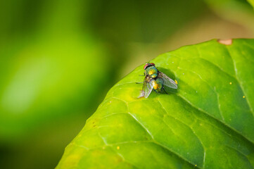 Green bottle fly or Lucilia on large green leaf of tractor seat plant