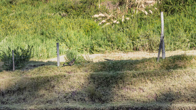 An amazing viscacha animal on the green grass. Fluffy gray fur, long tail, big eyes. Profile view. Peru.