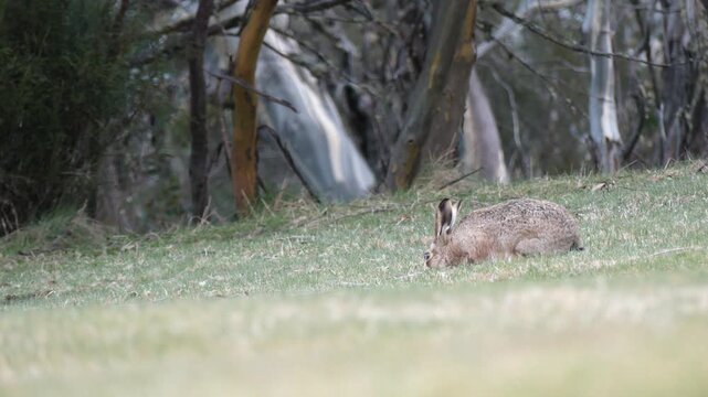 Feral Hare rabbit eating grass in Australian alpine field environment 