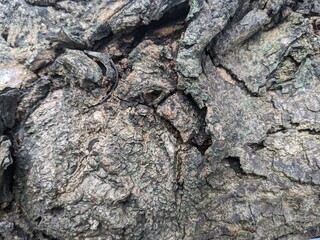 Fototapeta premium Detailed tree bark texture with natural patterns and rugged surface