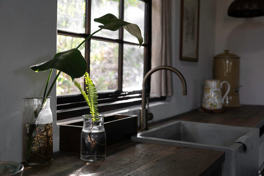 rowing plants in glass bottles in a rustic farmhouse kitchen