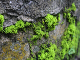 Vibrant green moss growing on textured stone wall background