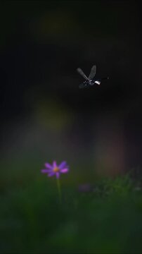 Cinematic Action Shot of Butterfly Flying Towards Pink Cosmos Flower in Dark Moody Field with Dreamy Bokeh
