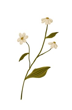 Nice illustration of a white flower