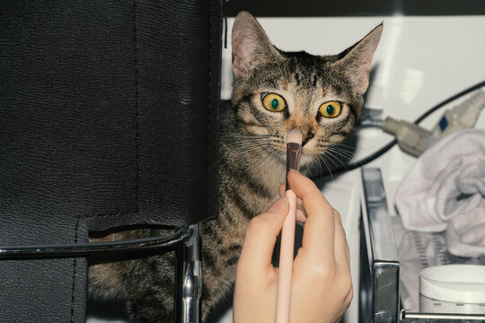 Hand pretending to apply makeup on cat