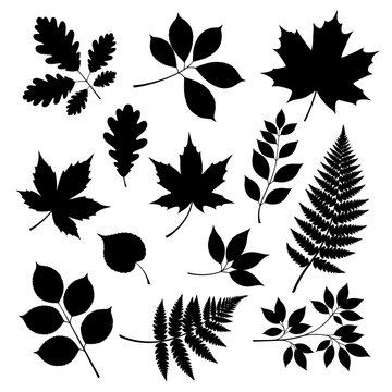 Silhouettes of various leaves and ferns against a white background