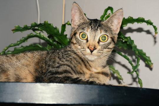 Surprised cat with flash and plant in background