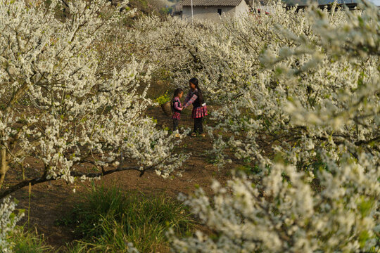 Hmong children enjoy playing among blooming plum blossoms in Moc