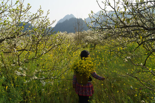 Hmong children explore plum blossoms in Moc Chau, Son La provinc