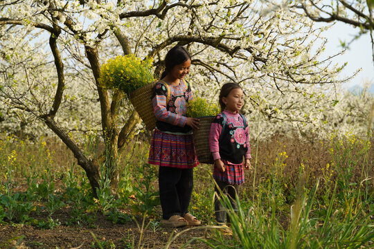 Hmong children enjoying plum blossom season in Moc Chau while co