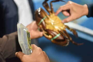 Freshly caught crab held by seafood worker in market setting during daylight hours	