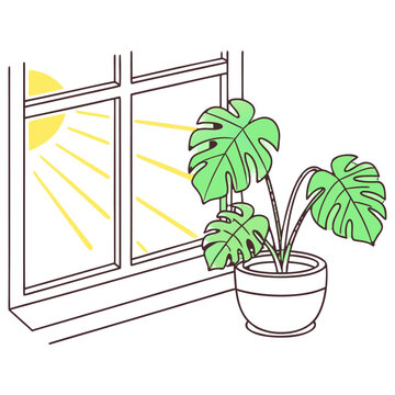 Sunrise Window with Monstera Plant Morning Light.
