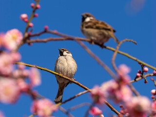 梅の花とスズメ