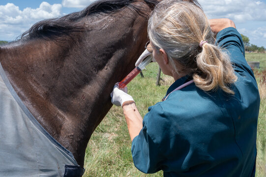 The human-animal bond: Final act of kindness
