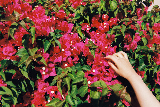 Hand Reaching to Touch Vibrant Pink Bougainvillea Flowers