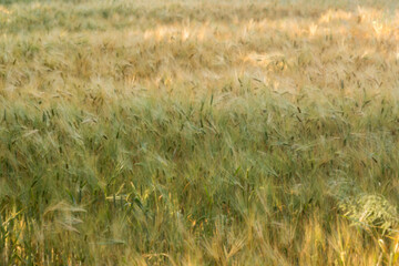Falujące zboże na wietrze, jęczmień jary © © Jakacki