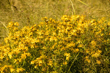 Dziurawiec zwyczajny, Hypericum perforatum  © © Jakacki