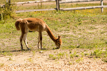 Piękne zwierzę Alpaka, Lama pacos © © Jakacki