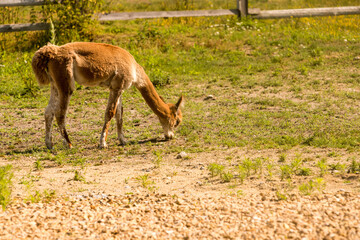Zwierzę Alpaka, Lama pacos © © Jakacki