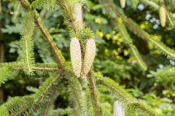 Świerk, świerk pospolity, Picea abies © © Jakacki