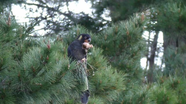Yellow-tailed black cockatoo eating pine cone in tree