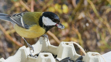 Fototapeta premium Close-up wildlife image of a great tit holding a sunflower seed in its beak while perched on a recycled egg carton feeder.