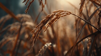 Golden Grains of Rice Glowing Under Soft Sunlight with a Beautiful Nature Background and Blurred Autumn Leaves in the Open Field