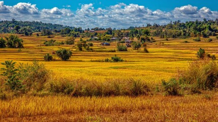 Fototapeta premium Vibrant Golden Rice Field Landscape Under Bright Blue Sky with Fluffy White Clouds in Rural Area Surrounded by Lush Green Hilly Terrain
