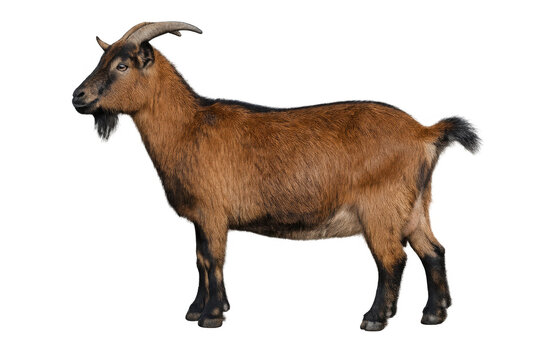 Brown billy goat standing isolated on transparent background