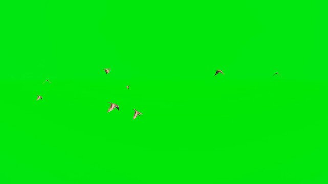  3D animated birds isolated on a green screen. Perfect for VFX, compositing, and pr video productions. Upgrade digital scenes with this highly detailed  animal footage.