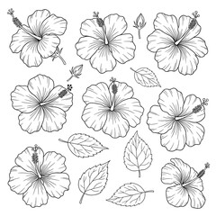 Fototapeta premium Set of Botanical Hibiscus Sketches for Greeting Card Design