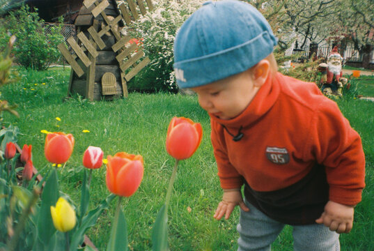 Toddler Touching Tulips in Garden - film analog