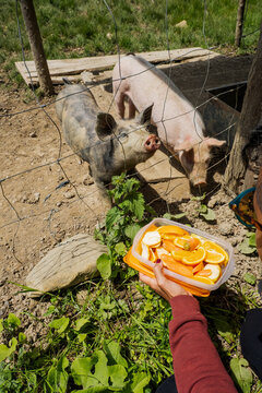 Feeding pigs with fresh fruits at a farm on a sunny day