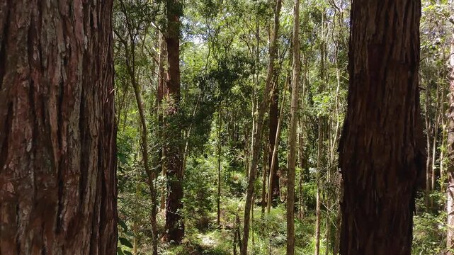 Dramatic scene of aerial drone fly through tall tree in forest with spectacular view of dense bushland forest, eco environment and natural concept. 4K video.