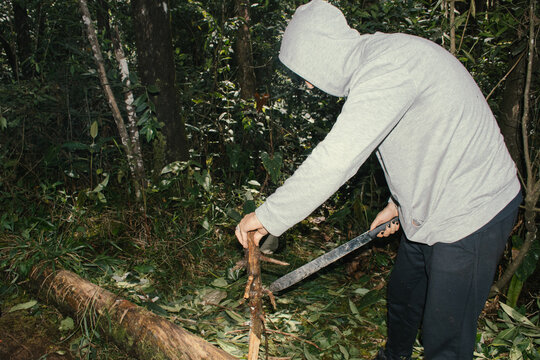 Person cutting wood in a dense forest during daylight hours