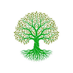 Obraz premium A green tree with its roots and branches spread out isolated on transparent background