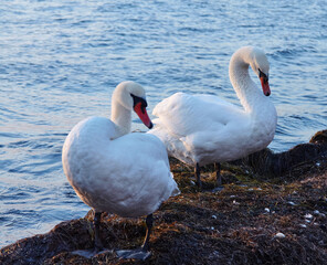 Obraz premium Two white swans standing on the shore near water, with gentle waves and natural vegetation in the background during sunset
