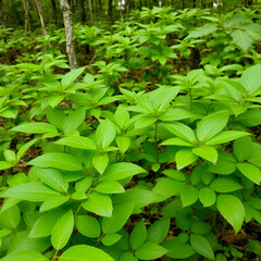 Obraz premium Foliage of green in wooded environment