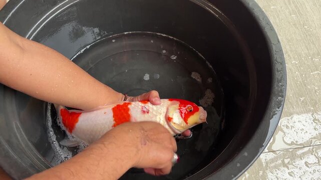 An Asian man is performing an operation to remove parasites from the underside of the scales on the right side of a Kohaku Koi fish.
