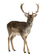 Obraz premium Fallow deer stag with antlers standing on a white background, full body shot