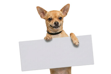 Smiling chihuahua dog holding a blank white sign with paws, looking at camera on white background
