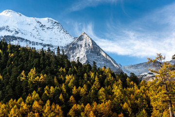 Fototapeta premium view of autumn highland snow mountain of Yading Nature Reserve, snow-capped mountains, crystal clear lakes, vast grasslands, colorful forests, Shangri-La Town, Daocheng, Sichuan, China