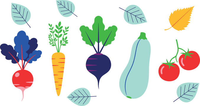 Colorful flat vegetable illustration set with beetroot carrot radish zucchini tomatoes and leaves for healthy food design and organic lifestyle concepts