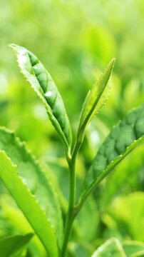 Rows of fresh green tea bushes in Okayama plantation
